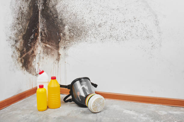 Best Residential Mold Remediation in Fowler, MI