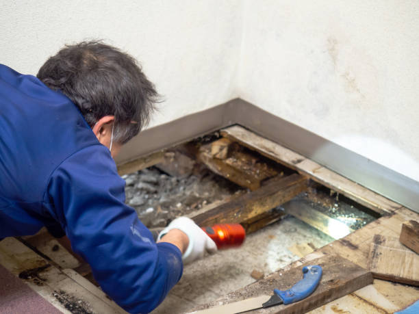 Best Commercial Mold Remediation in Fowler, MI