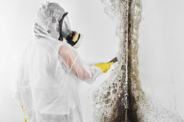Best Black Mold Remediation in Fowler, MI