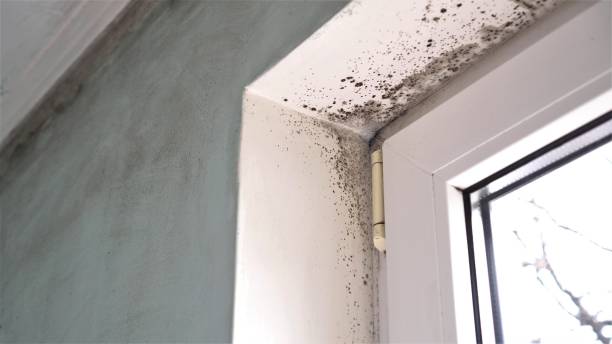 Best HVAC Mold Remediation in Fowler, MI