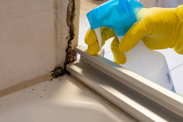 Best Kitchen Mold Remediation in Fowler, MI