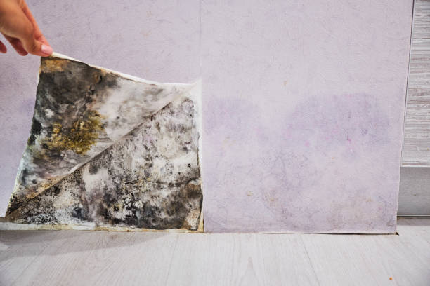 Best Insurance-Related Mold Remediation in Fowler, MI